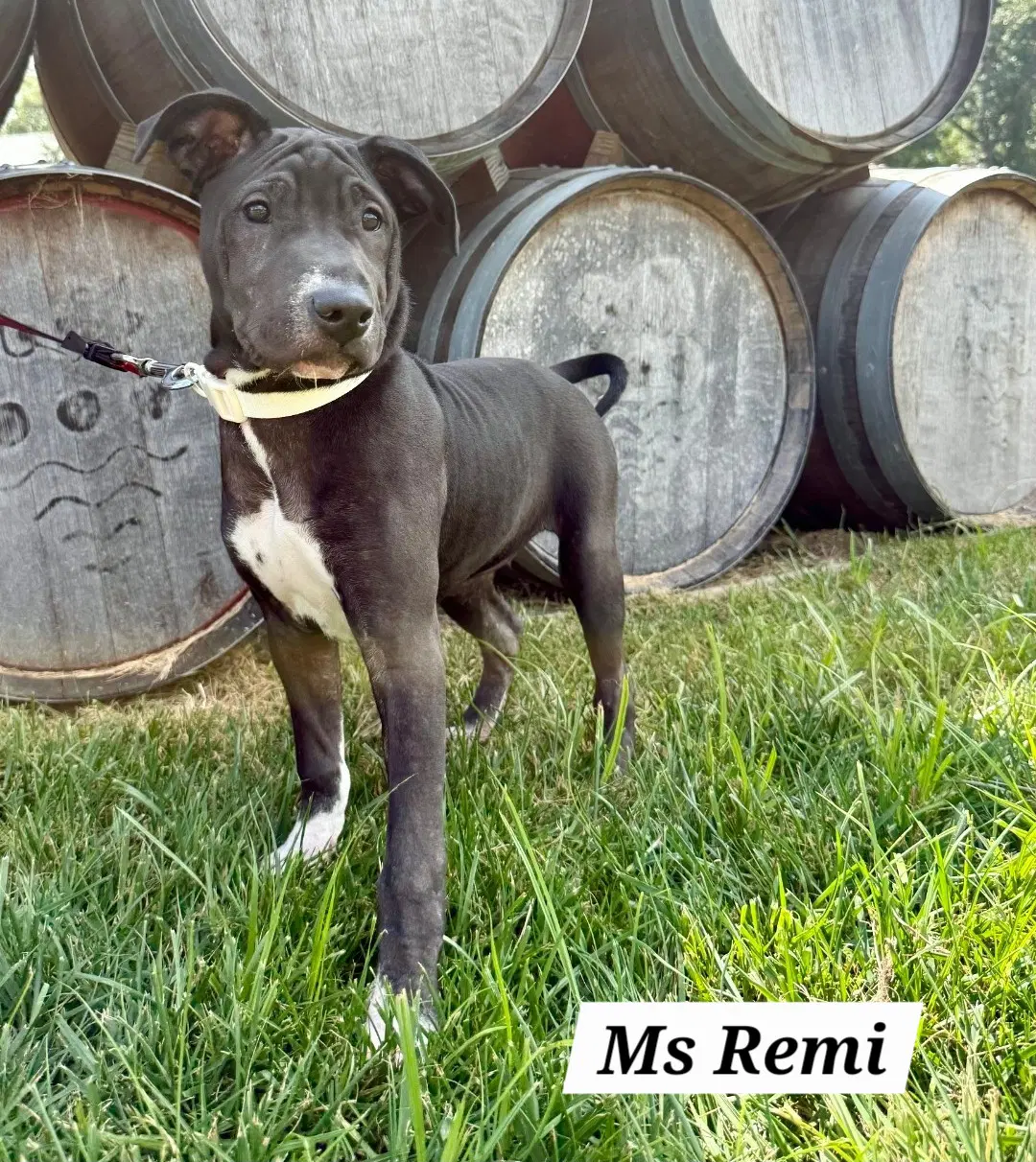 Remi image 2