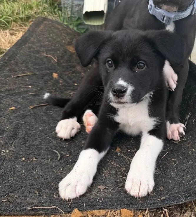 Rory - Labrador Retriever