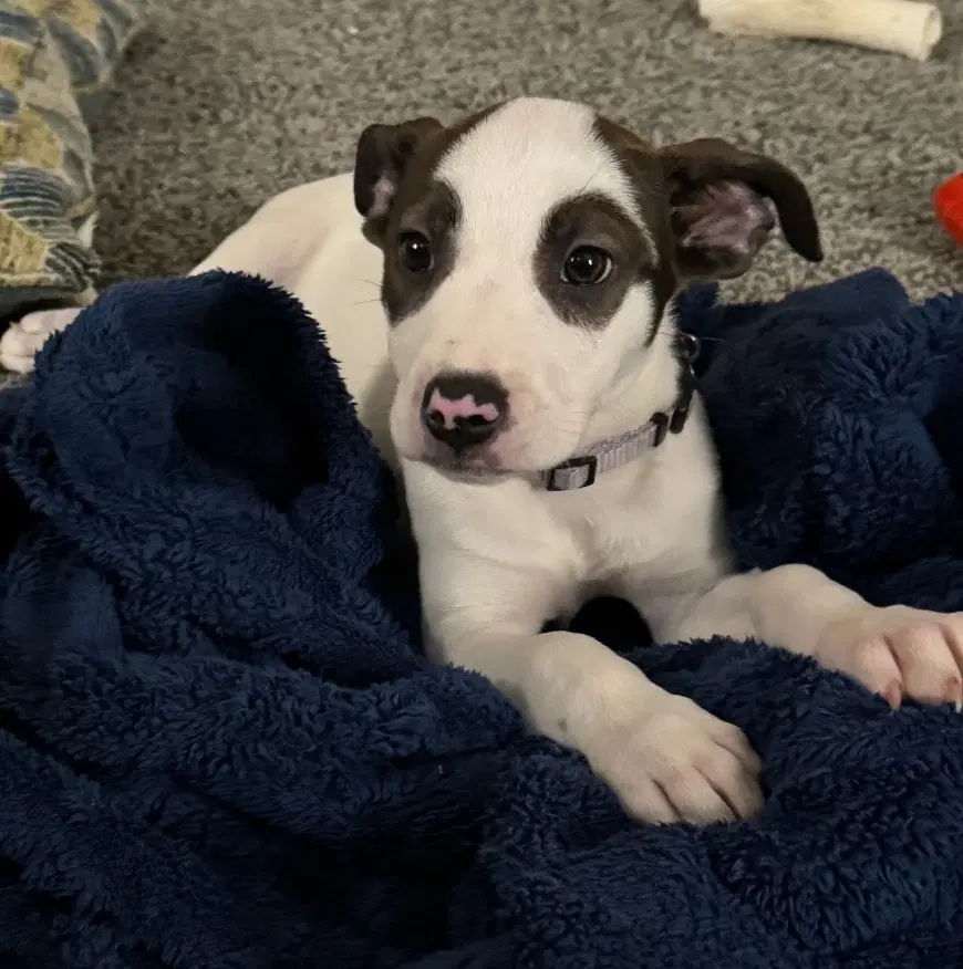 Lou - American Pit Bull Terrier