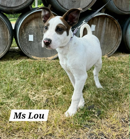 Lou