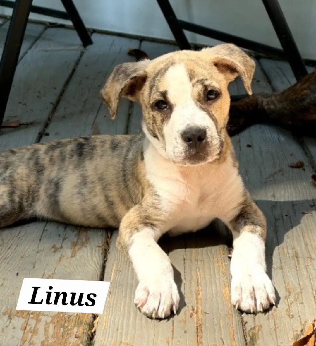 Linus - American Staffordshire Terrier