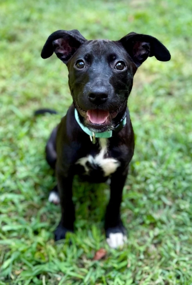 Xena