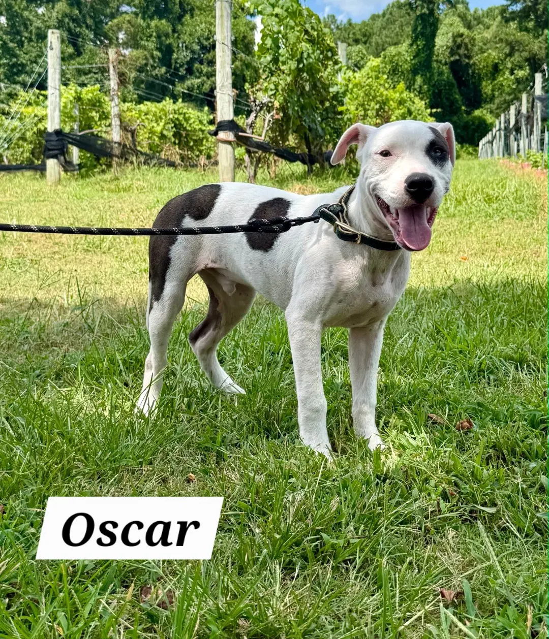 Oscar image 2