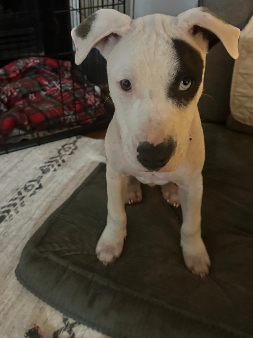 Oscar