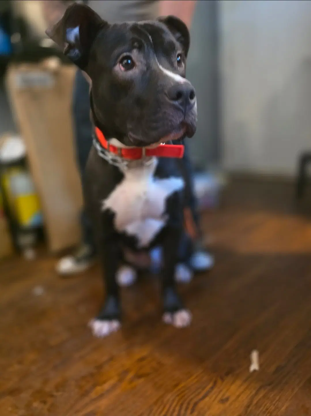 Murphy image 2