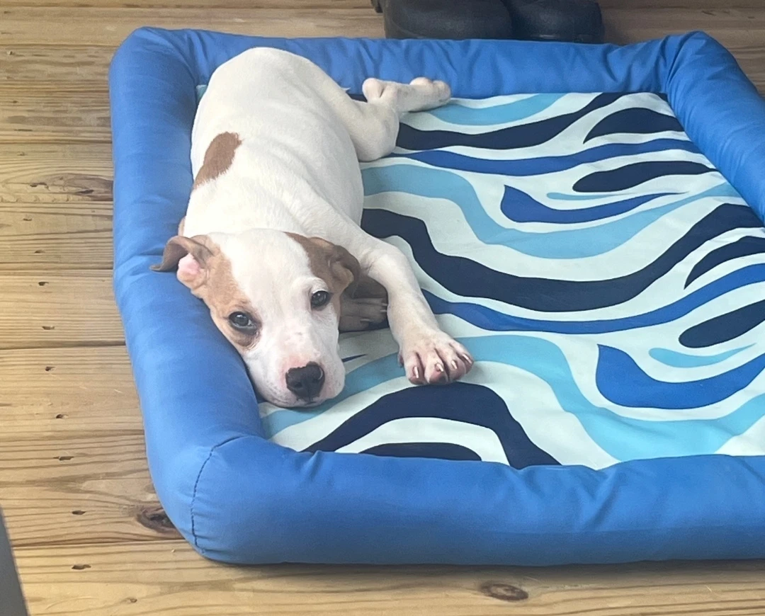 Luca