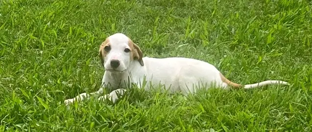 Luca image 2