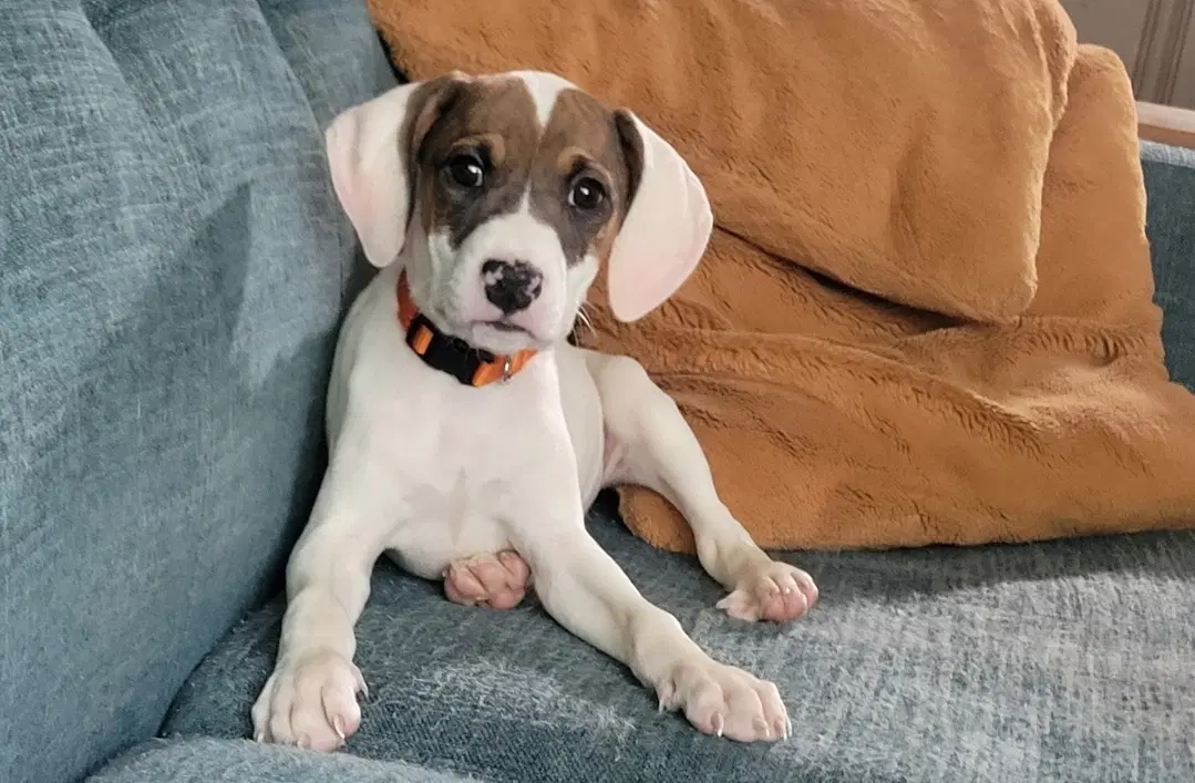 Leia - American Pit Bull Terrier