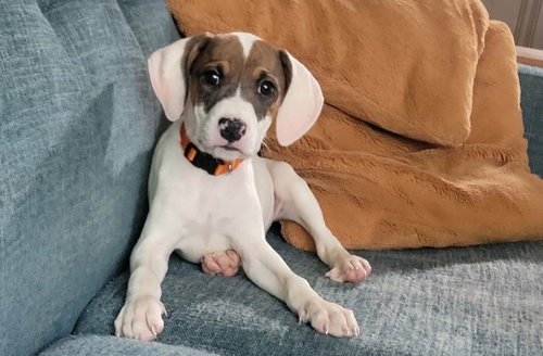 Leia