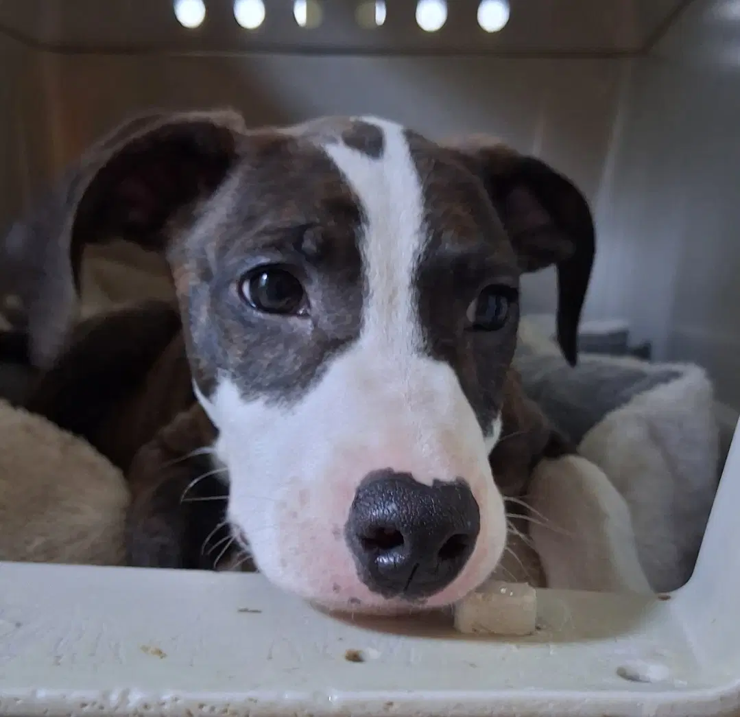 Star - American Pit Bull Terrier