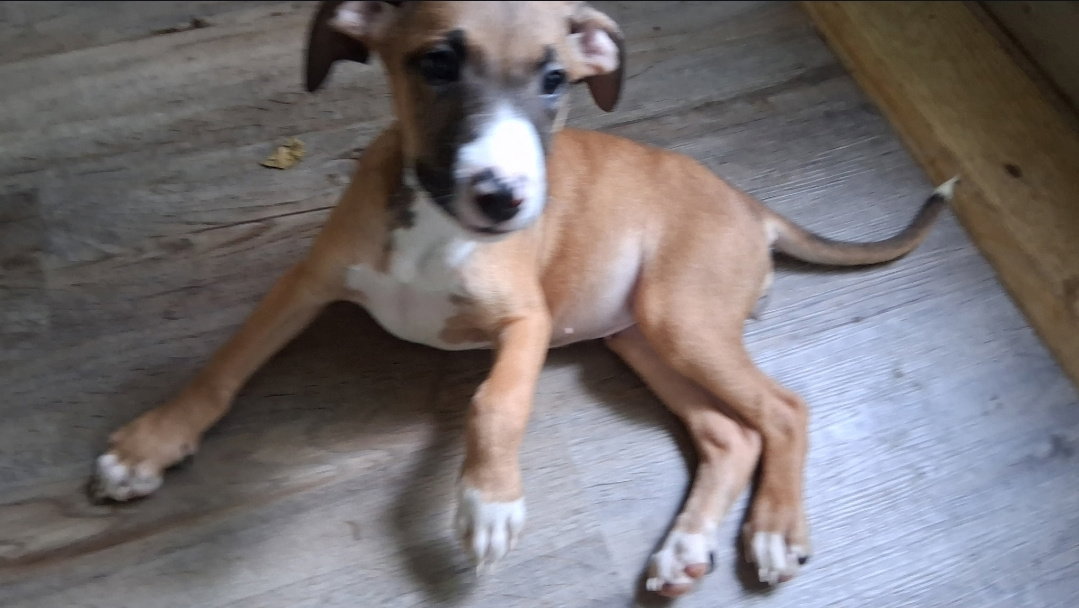 Luna, dog — photo 1 of 4