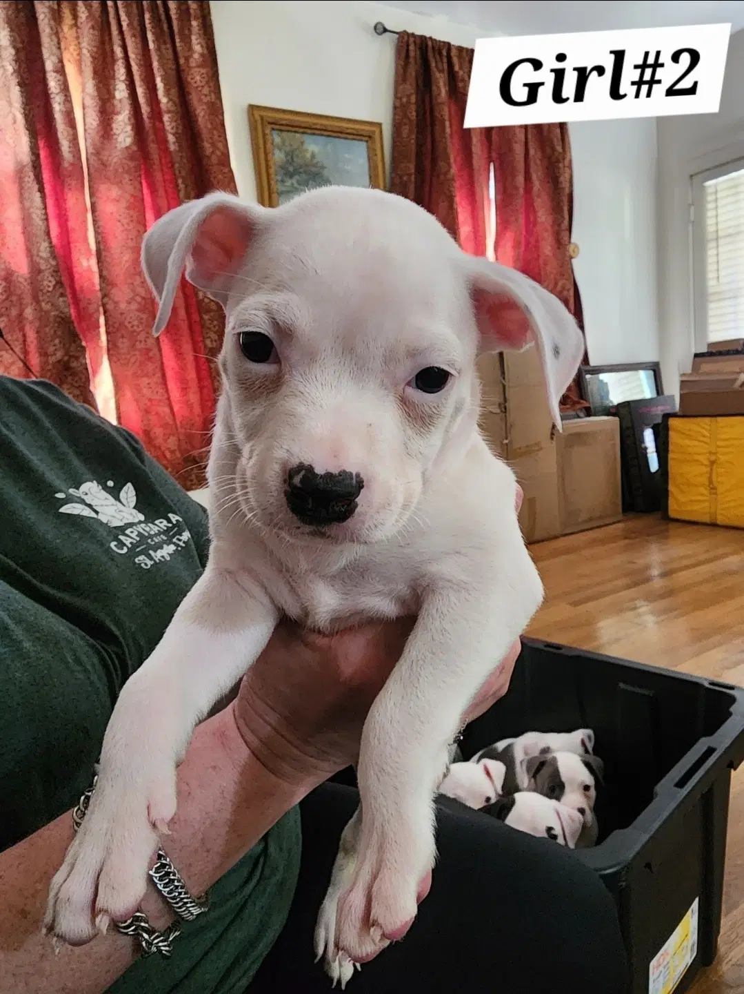Girl - American Staffordshire Terrier
