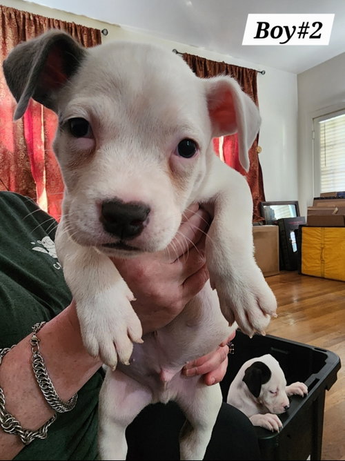 Boy#2, adoptable American Staffordshire Terrier / American Pit Bull Terrier / Mixed (short coat) from Bully Rescue & Advocacy Group, Inc.
