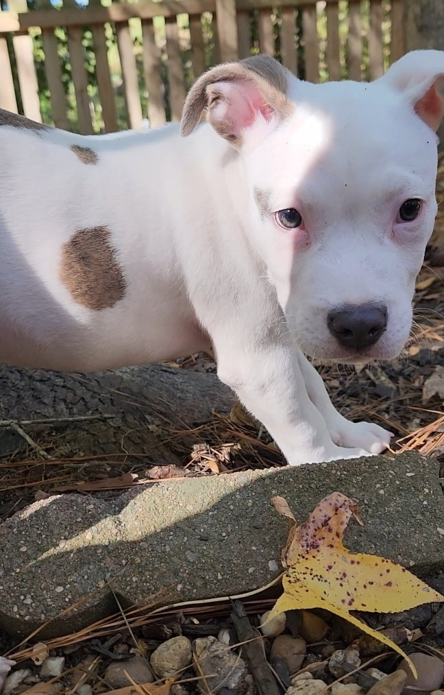 Moo