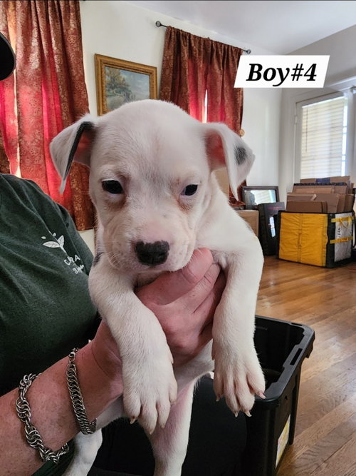 Boy#4, adoptable American Staffordshire Terrier / American Pit Bull Terrier / Mixed (short coat) from Bully Rescue & Advocacy Group, Inc.