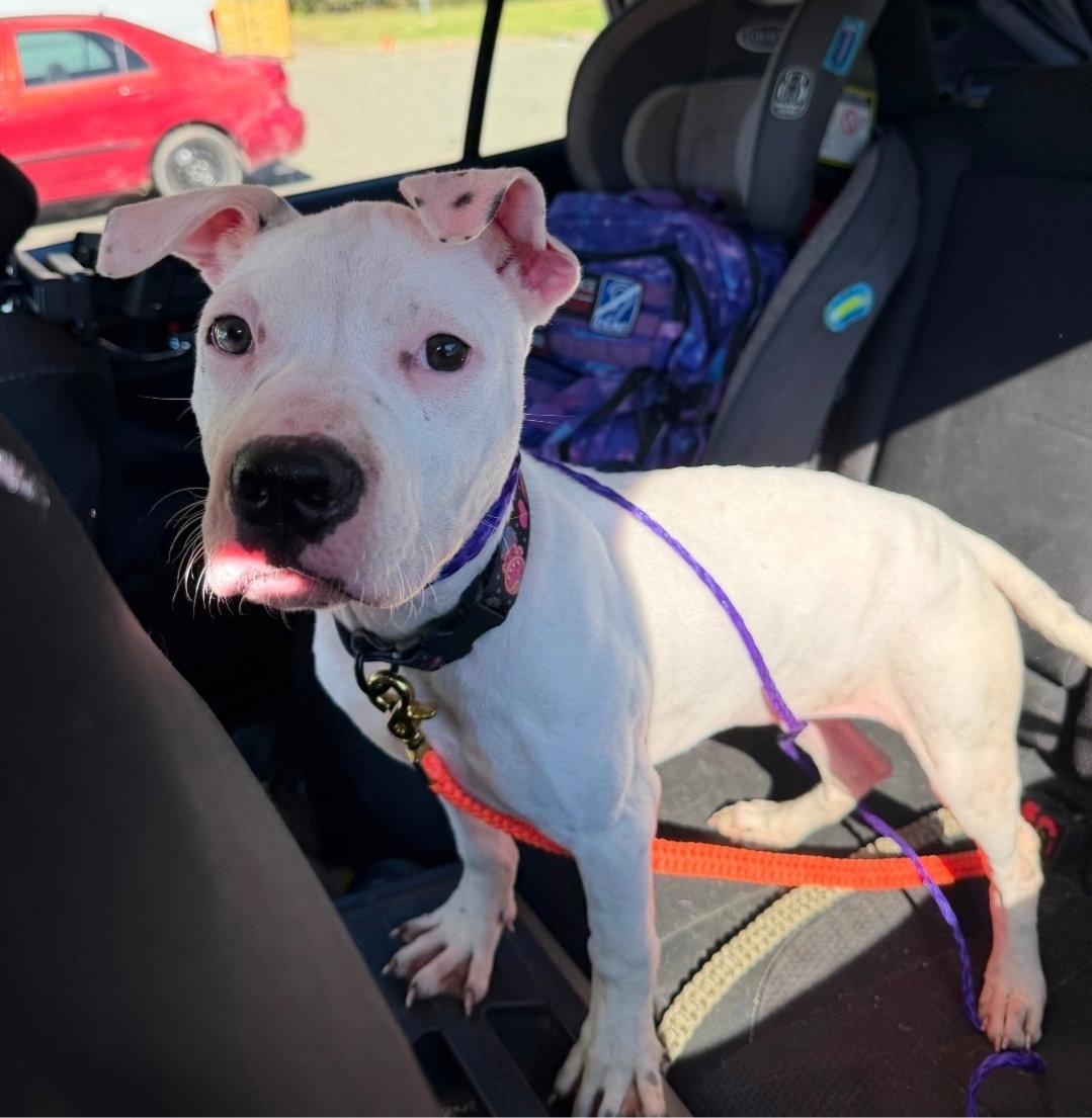 Sage, photo 4