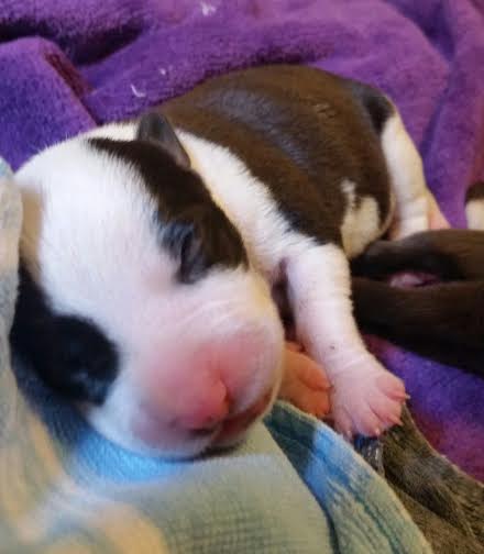 Moo (adoption pending)