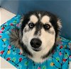 adoptable Dog in pampa, TX named Sabrina Bewitch 58808