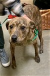 adoptable Dog in pampa, TX named Lighting Moonshine 55679