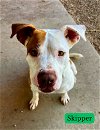 adoptable Dog in pampa, TX named Skipper Chipper 56235