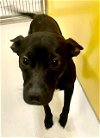 adoptable Dog in pampa, TX named Lulu Little Bear 57876