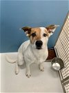 adoptable Dog in  named Bonnie Parker 57488