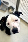 adoptable Dog in  named Baxter BB King 57626