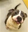 adoptable Dog in  named Louie Armstrong 57623