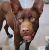 adoptable Dog in  named King Tut 58034