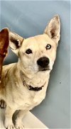 adoptable Dog in pampa, TX named Pepper Destiny 58047