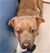 adoptable Dog in  named Stevie Ray Vaughan 57460