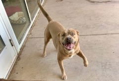 adoptable Dog in Pampa, TX named Stevie Ray Vaughan 57460