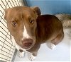 adoptable Dog in  named Lacie Liberty 58039
