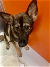 adoptable Dog in pampa, TX named Nikki Soy Bean 56799