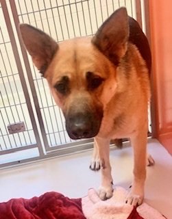 adoptable Dog in Pampa, TX named Clay Gunslinger 57587