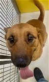 adoptable Dog in pampa, TX named Mikey Miller 57673