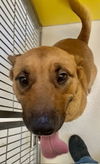 adoptable Dog in Pampa, TX named Mikey Miller Time 57673