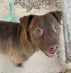 adoptable Dog in Pampa, TX named Flo Joe 57634