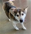 adoptable Dog in pampa, TX named Mastin Mellow Yellow 58246