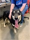 adoptable Dog in pampa, TX named Stoney Southern Star 58475