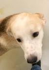 adoptable Dog in  named Allie Freedom 58019