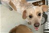 adoptable Dog in pampa, TX named Rosco Rasta 58152