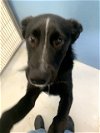 adoptable Dog in pampa, TX named Sissy Honky Tonk 58152