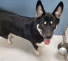 adoptable Dog in  named Seika Spirit of the West 57841