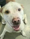 adoptable Dog in Pampa, TX named Gabby B. Goodytimes 59081