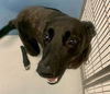 adoptable Dog in  named Maxine Biscuit 59012