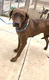 adoptable Dog in  named Ginger Rodgers 57974