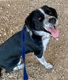 adoptable Dog in  named Rocky Balboa 59874