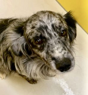 adoptable Dog in Pampa, TX named Spencer Sunshine 59831