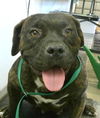 adoptable Dog in  named Rachel Sabra 60120